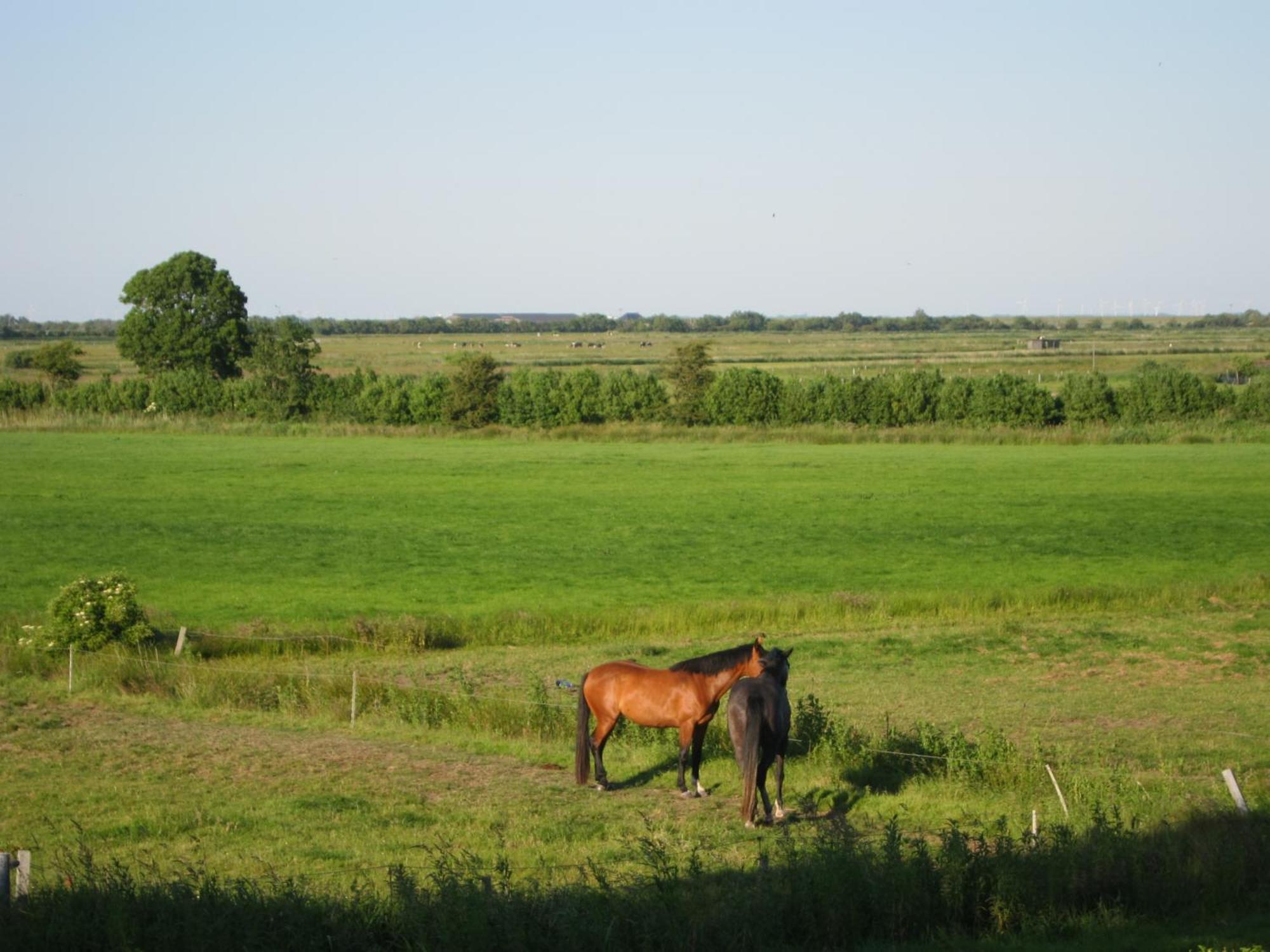 Wrixum Nordseekrabbe 12 Herrenhof מראה חיצוני תמונה